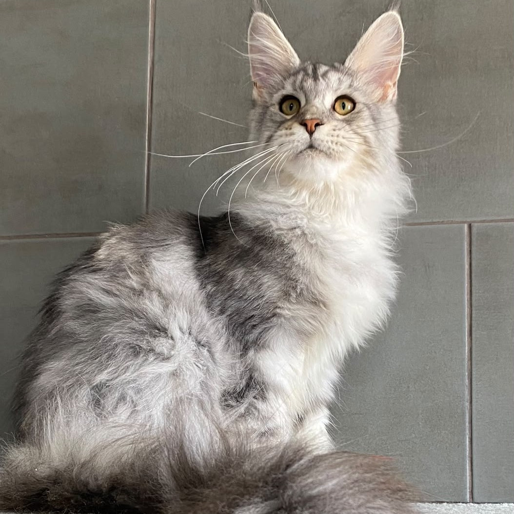 Talinis Maine Coon male, black silver tabby