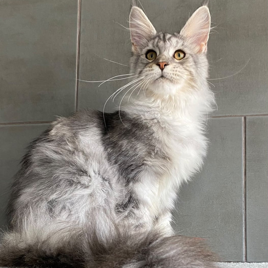 Talinis Maine Coon male, black silver tabby