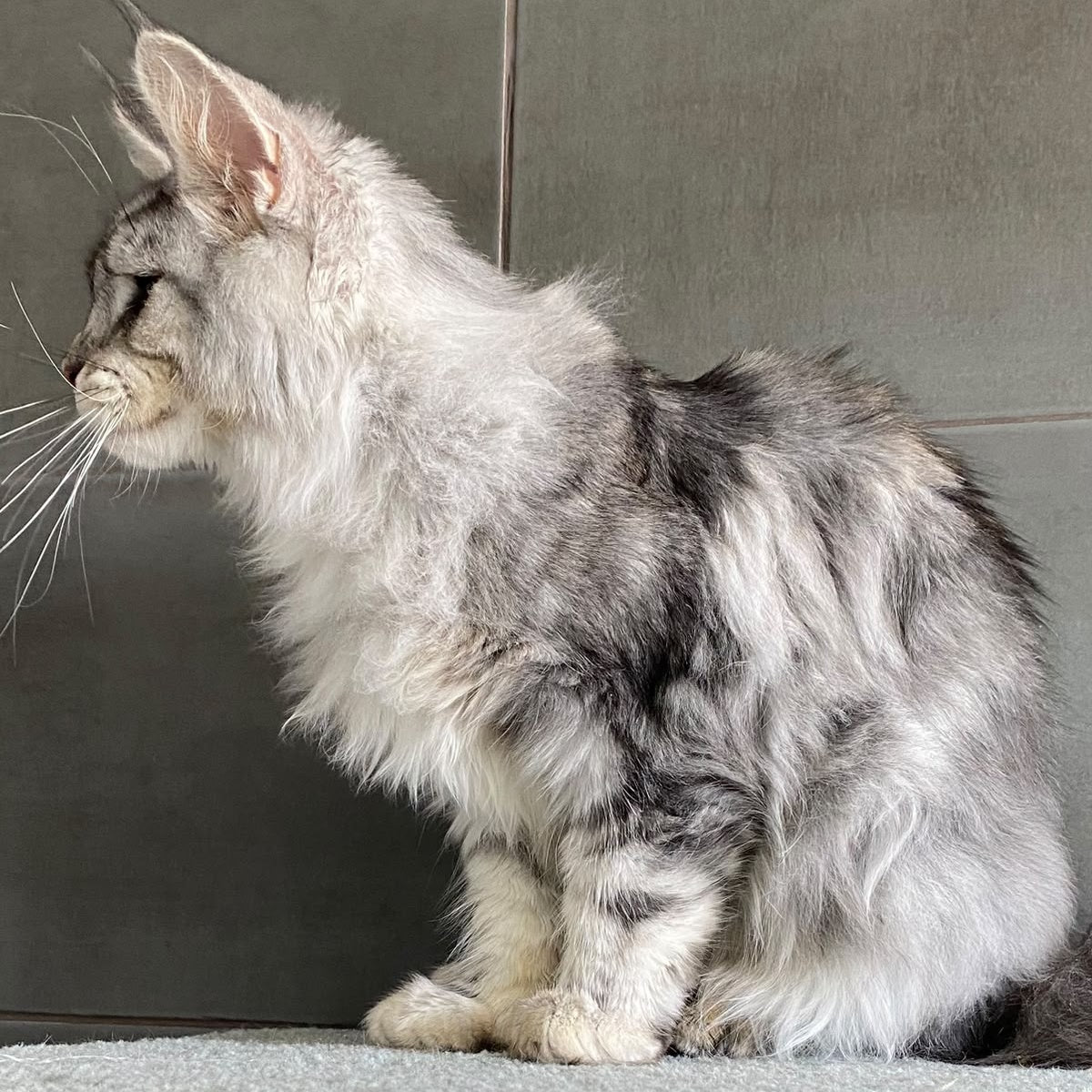 Talinis Maine Coon male, black silver tabby