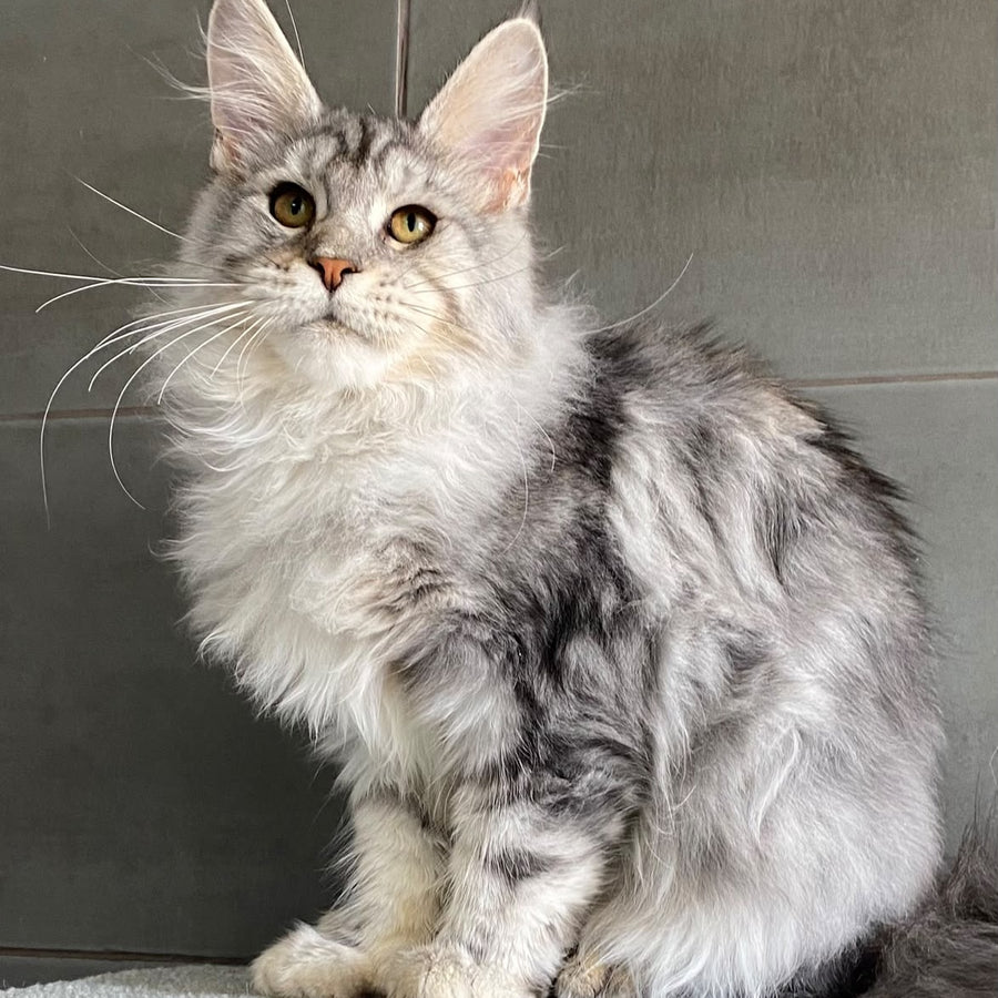 Talinis Maine Coon male, black silver tabby