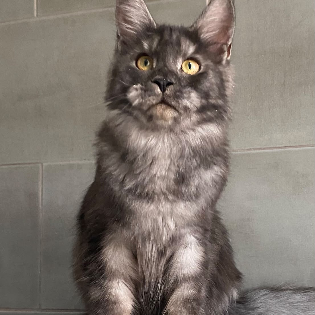 Ural Maine Coon male, black silver