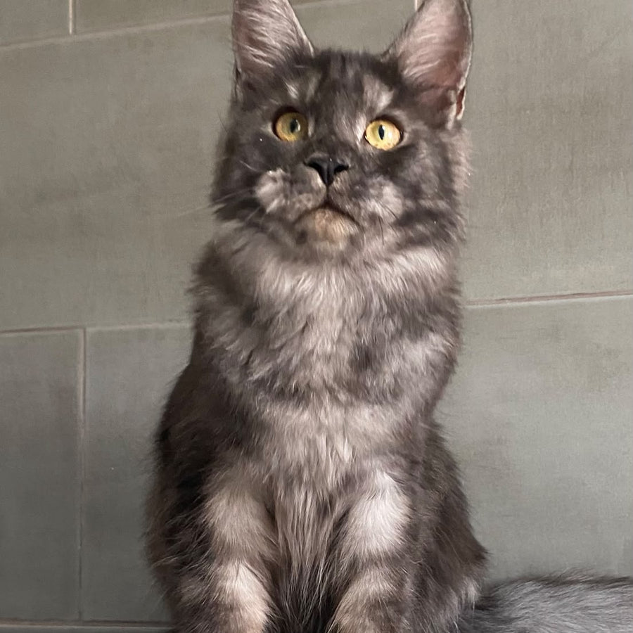 Ural Maine Coon male, black silver