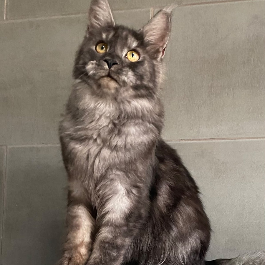 Ural Maine Coon male, black silver