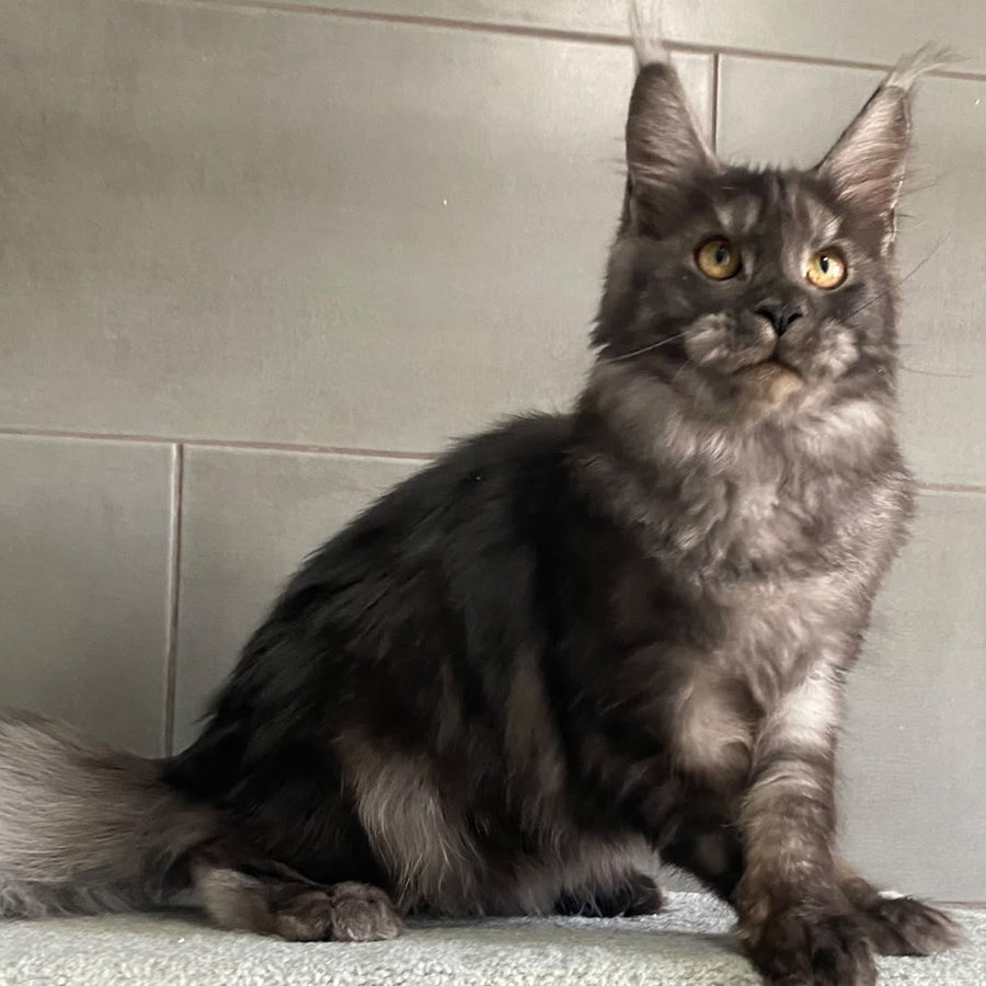 Ural Maine Coon male, black silver