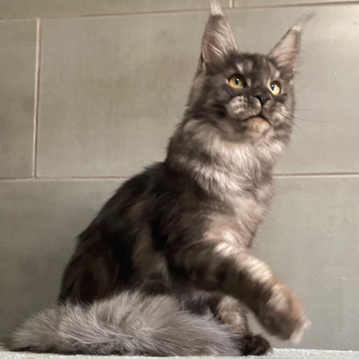 Ural Maine Coon male, black silver