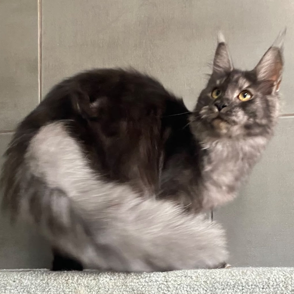 Ural Maine Coon male, black silver
