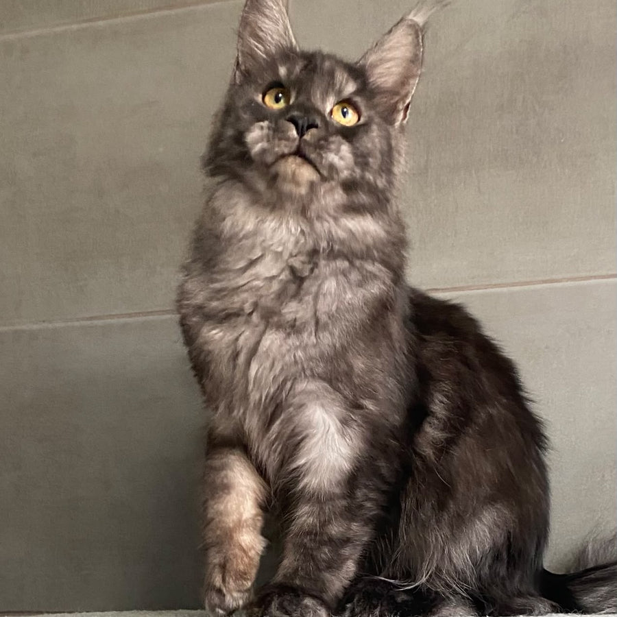 Ural Maine Coon male, black silver