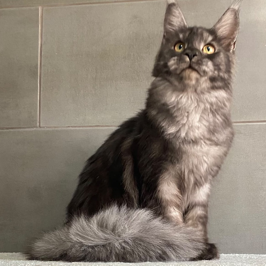 Ural Maine Coon male, black silver