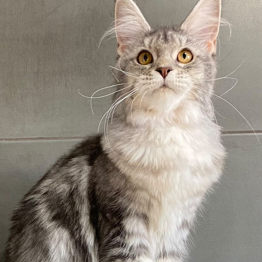 Tartu Maine Coon polydactyl 6x6x6x6 female, blue silver tabby