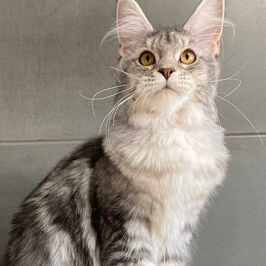 Tartu Maine Coon polydactyl 6x6x6x6 female, blue silver tabby