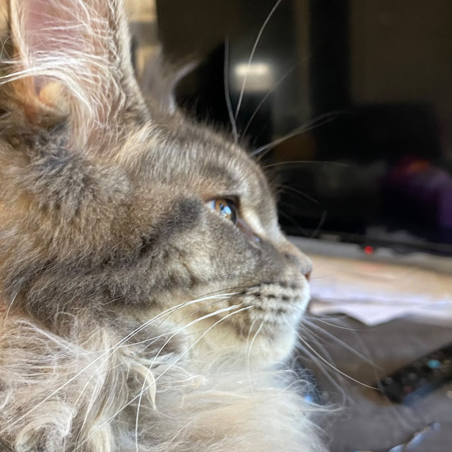 Tartu Maine Coon polydactyl 6x6x6x6 female, blue silver tabby