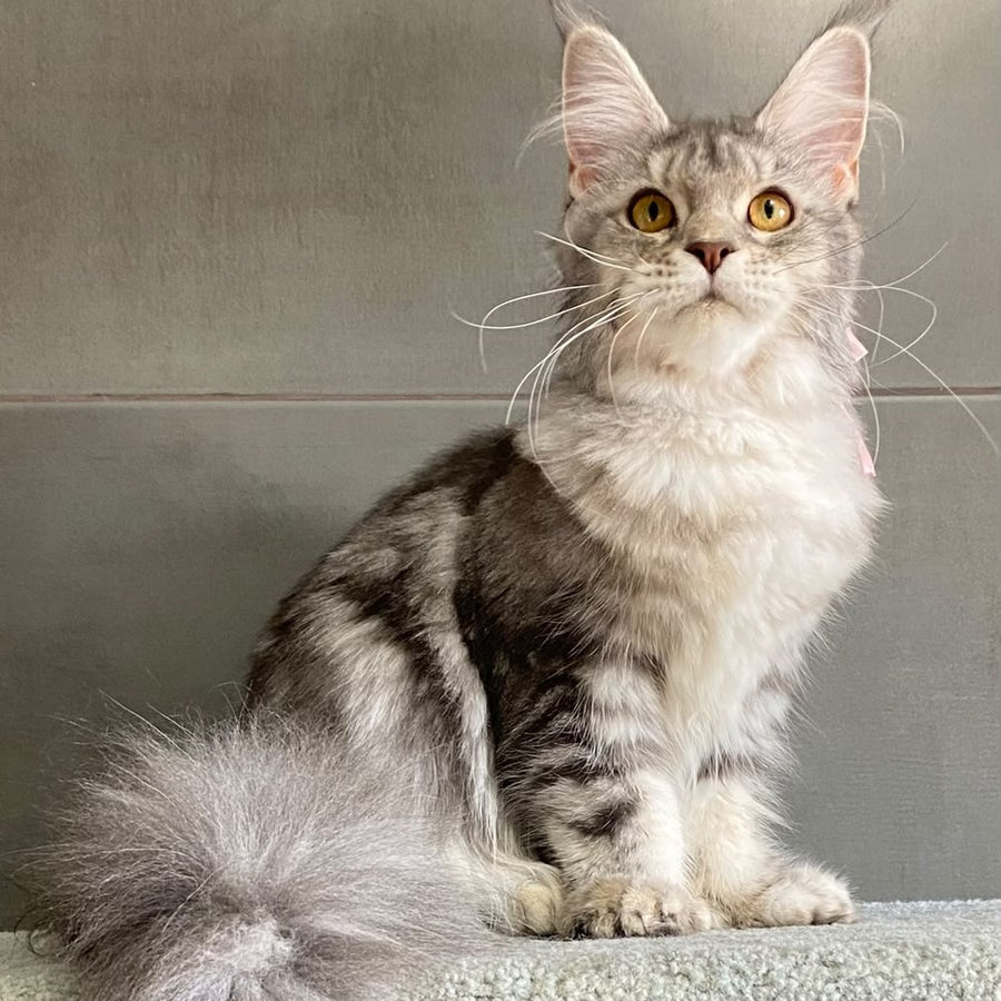Tartu Maine Coon polydactyl 6x6x6x6 female, blue silver tabby