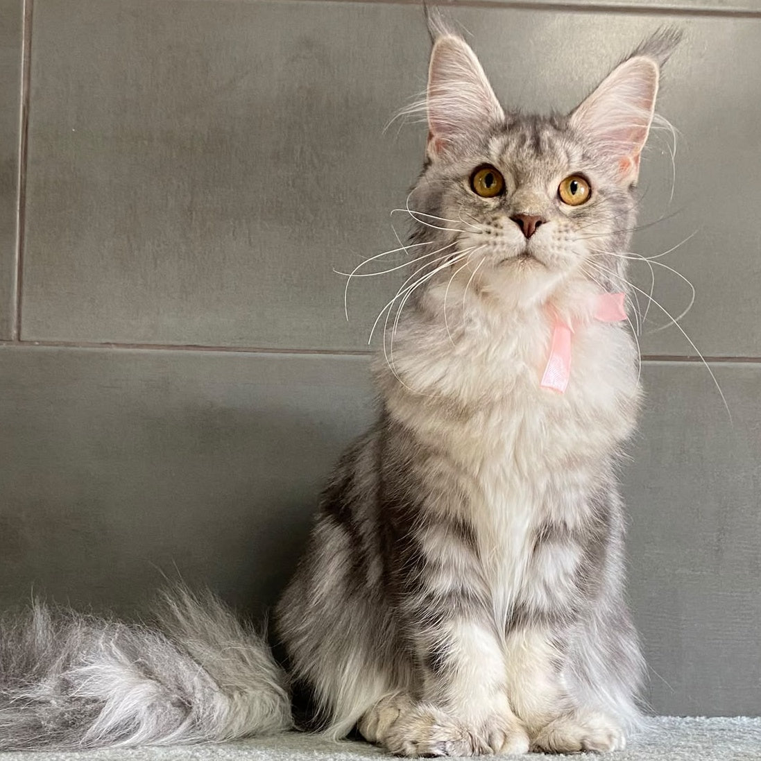 Tartu Maine Coon polydactyl 6x6x6x6 female, blue silver tabby