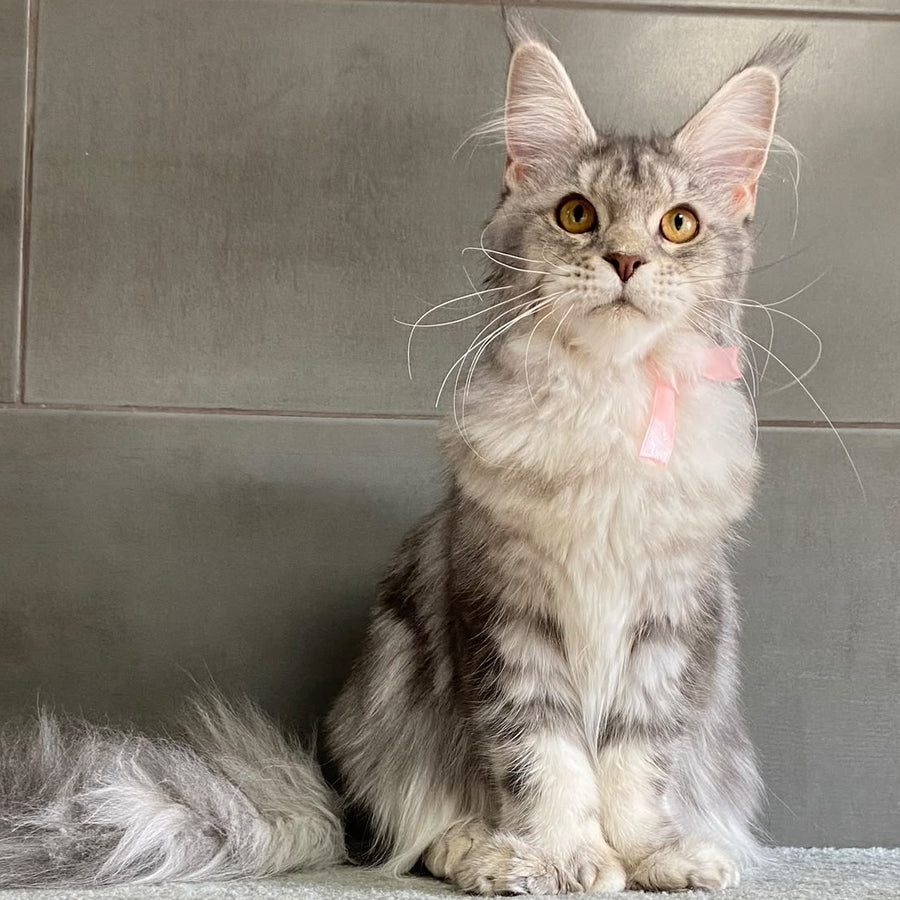 Tartu Maine Coon polydactyl 6x6x6x6 female, blue silver tabby