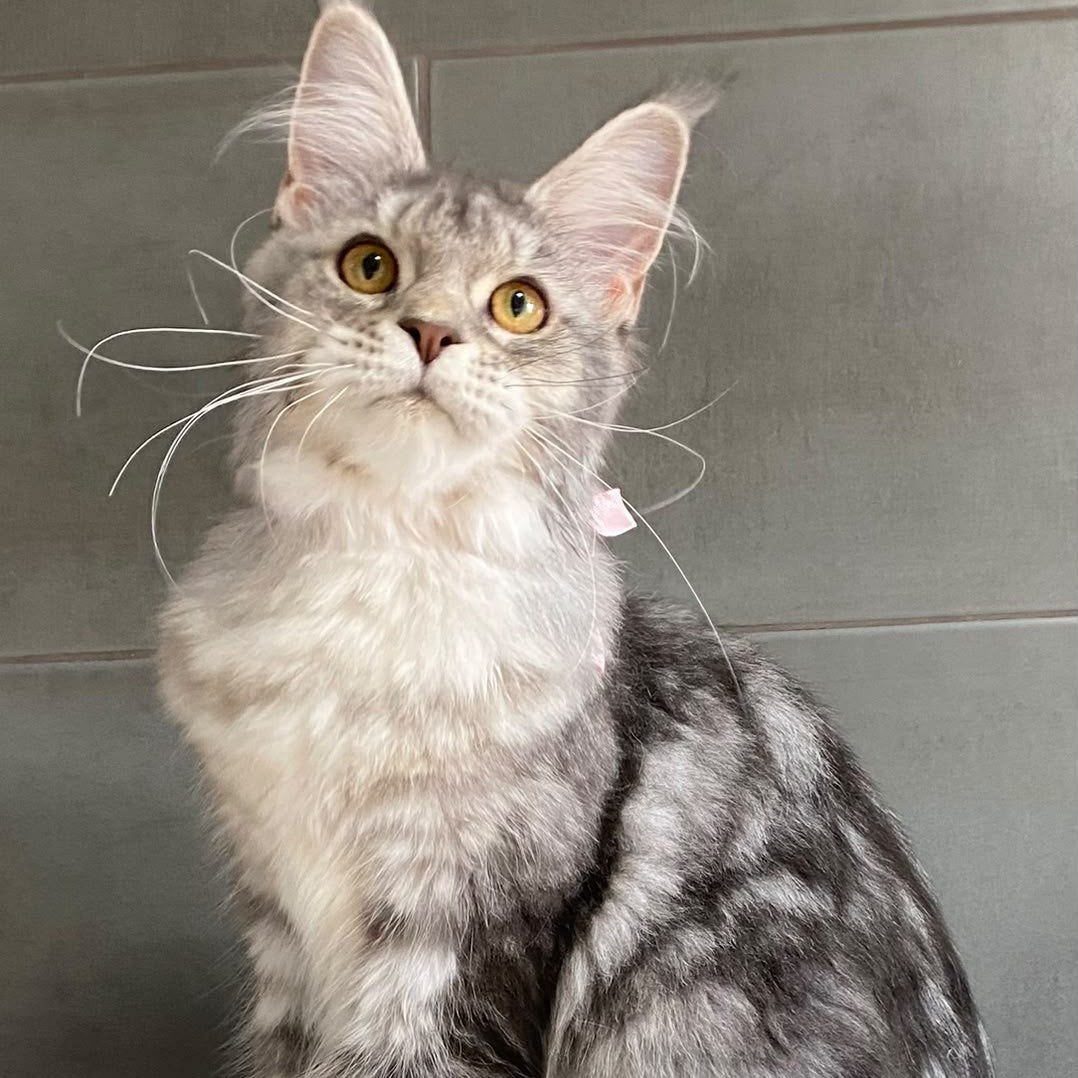 Tartu Maine Coon polydactyl 6x6x6x6 female, blue silver tabby