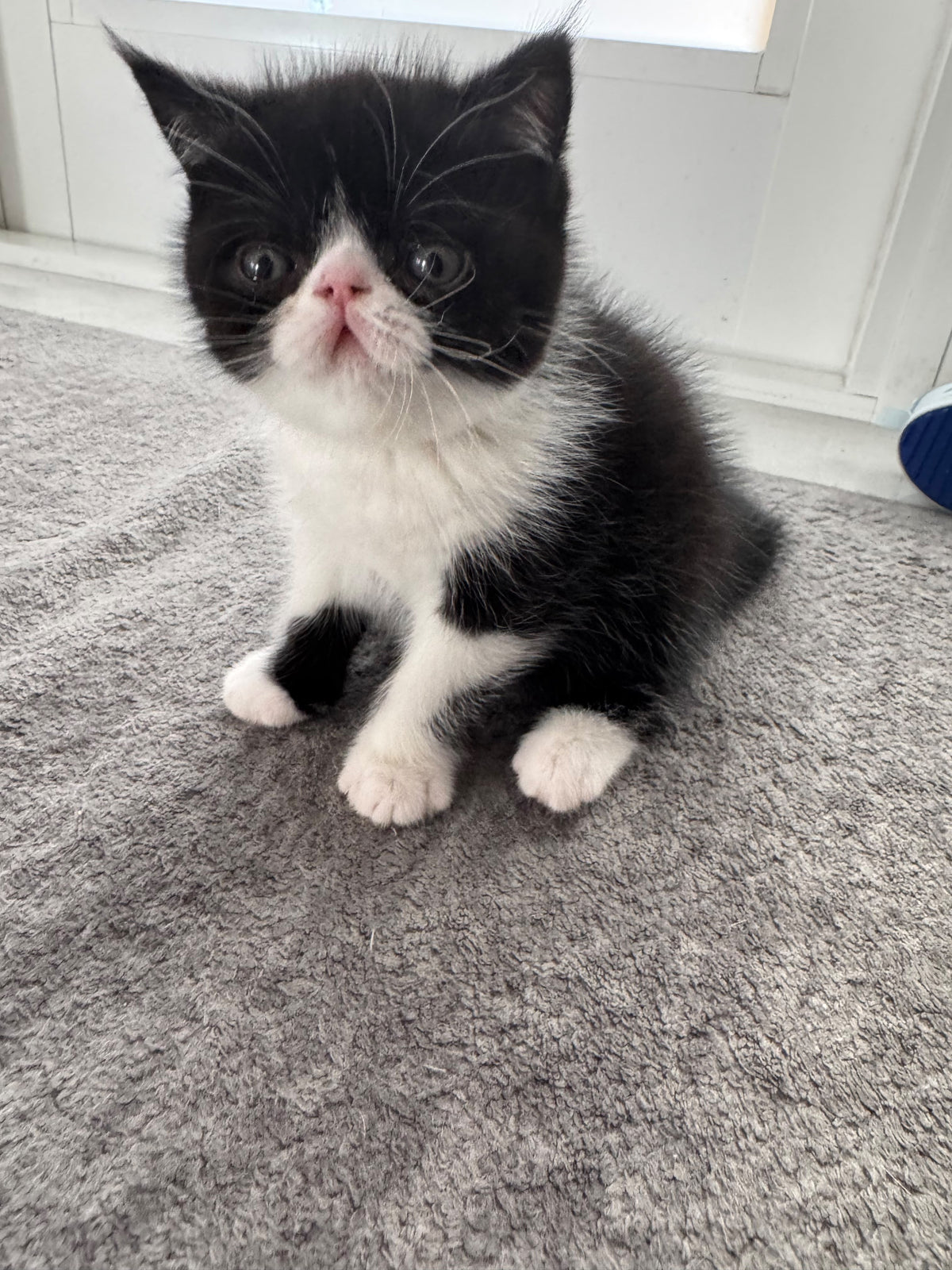Penguin Exotic male, black with white