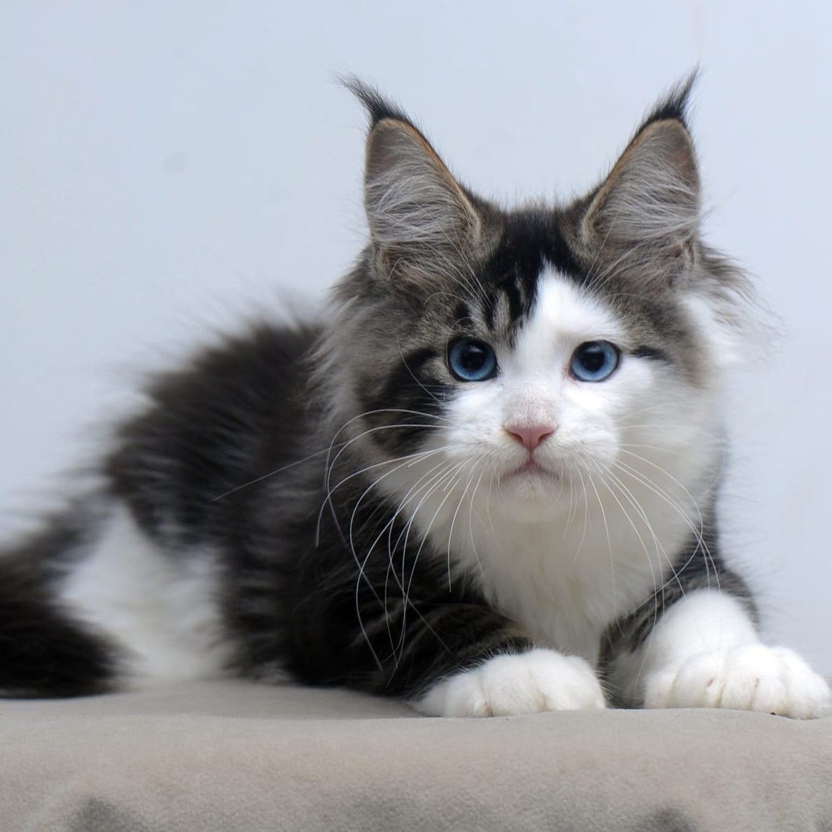 Vanessa Maine Coon female, black tabby bicolour