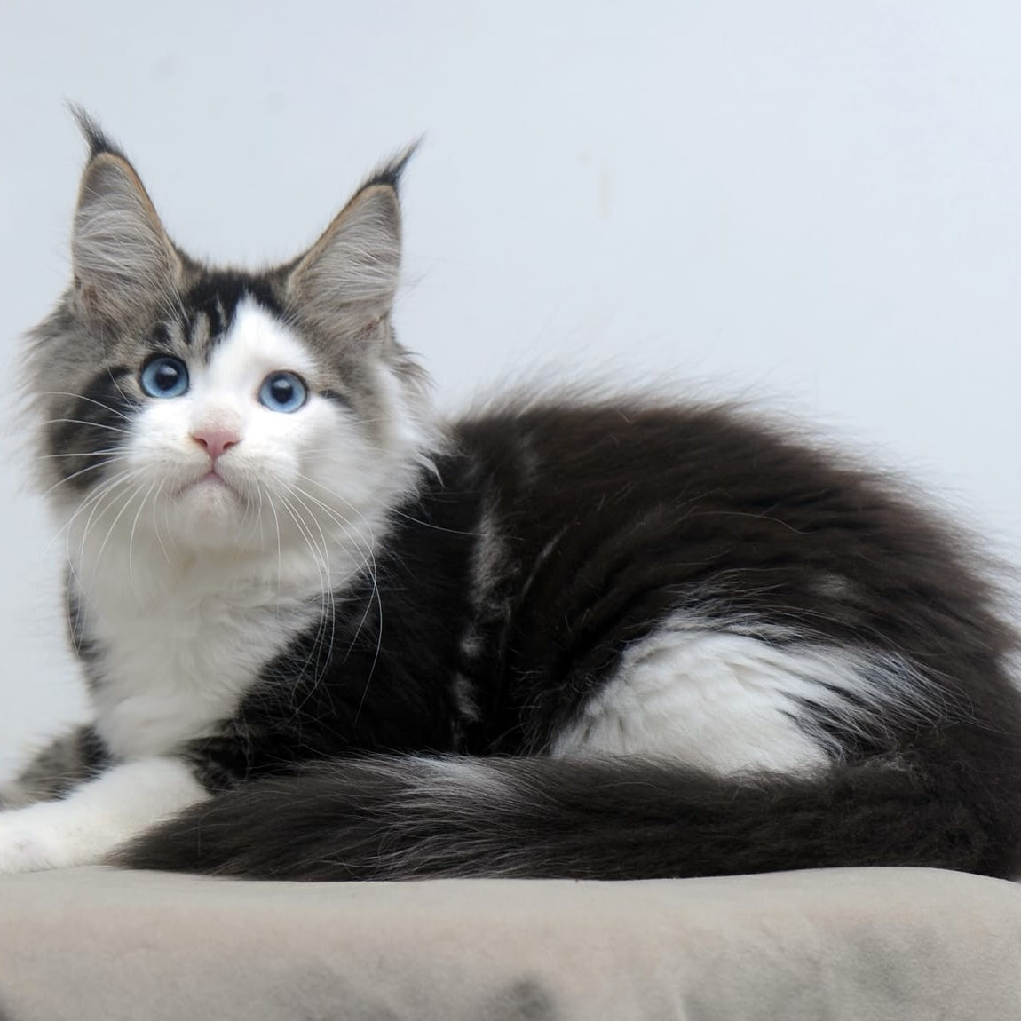 Vanessa Maine Coon female, black tabby bicolour