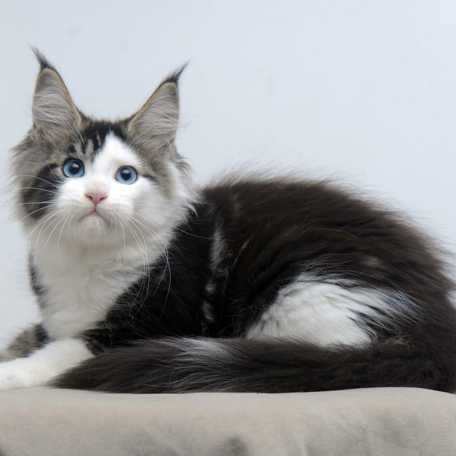 Vanessa Maine Coon female, black tabby bicolour