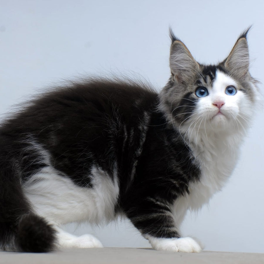 Vanessa Maine Coon female, black tabby bicolour