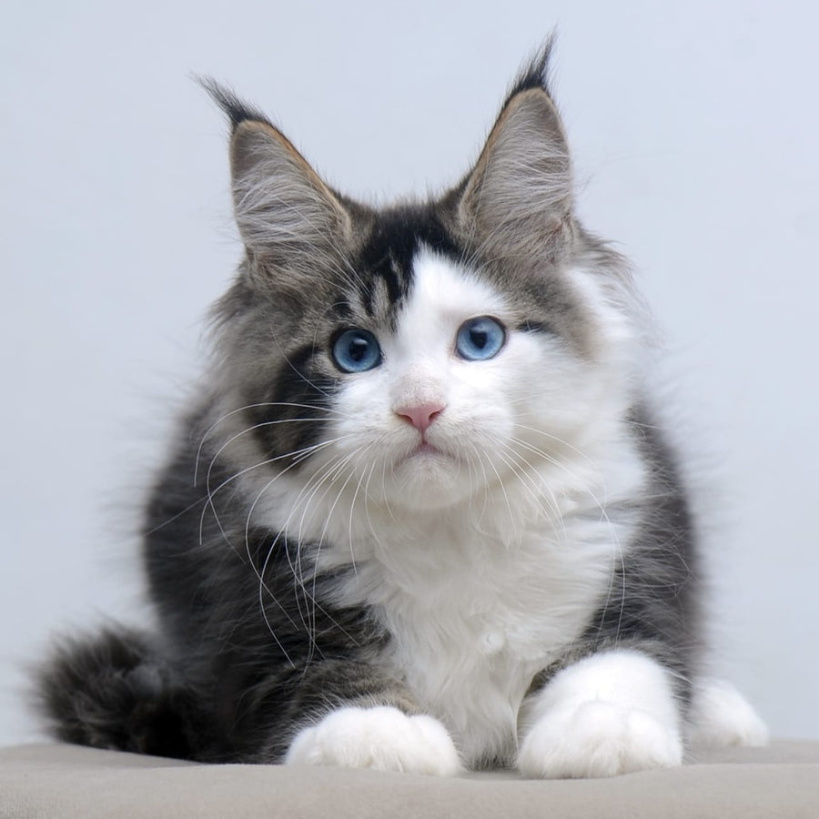 Vanessa Maine Coon female, black tabby bicolour