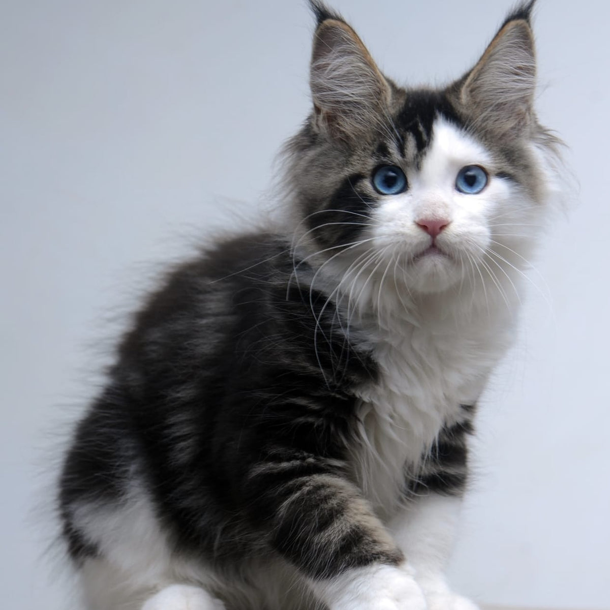 Vanessa Maine Coon female, black tabby bicolour