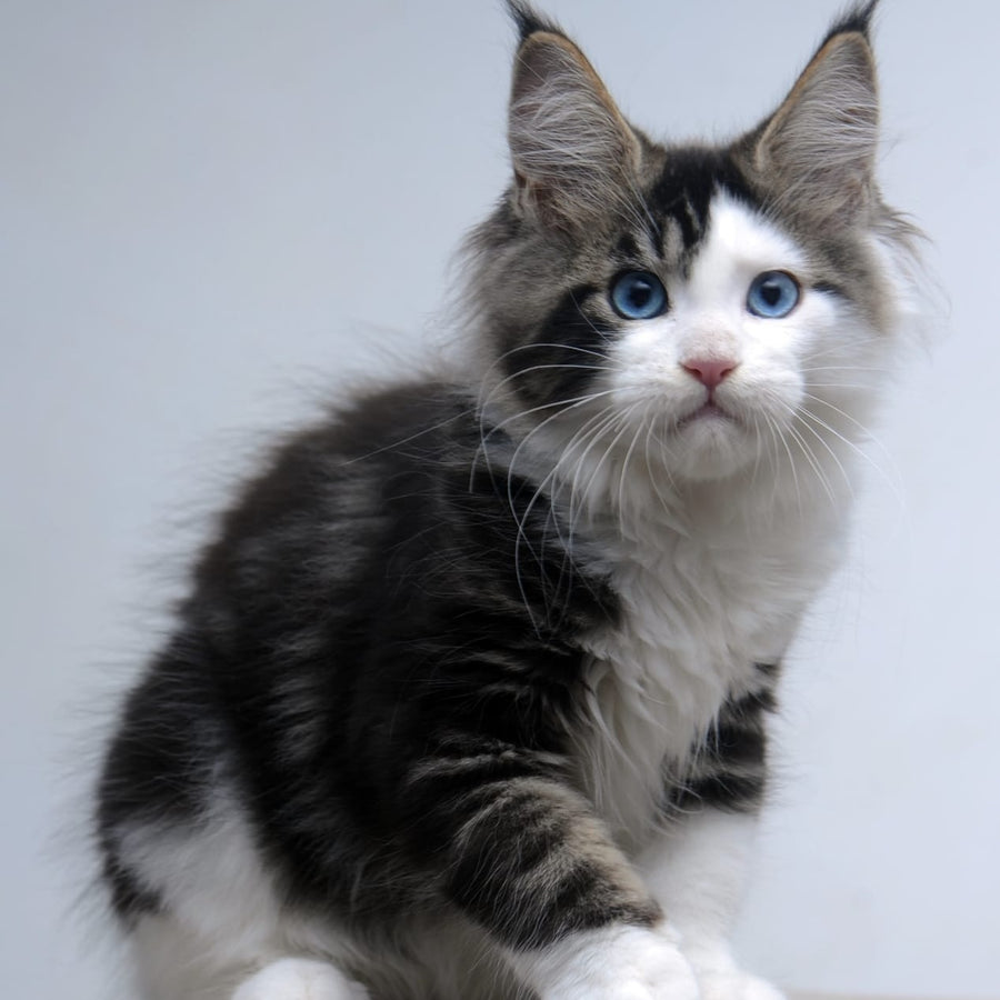 Vanessa Maine Coon female, black tabby bicolour
