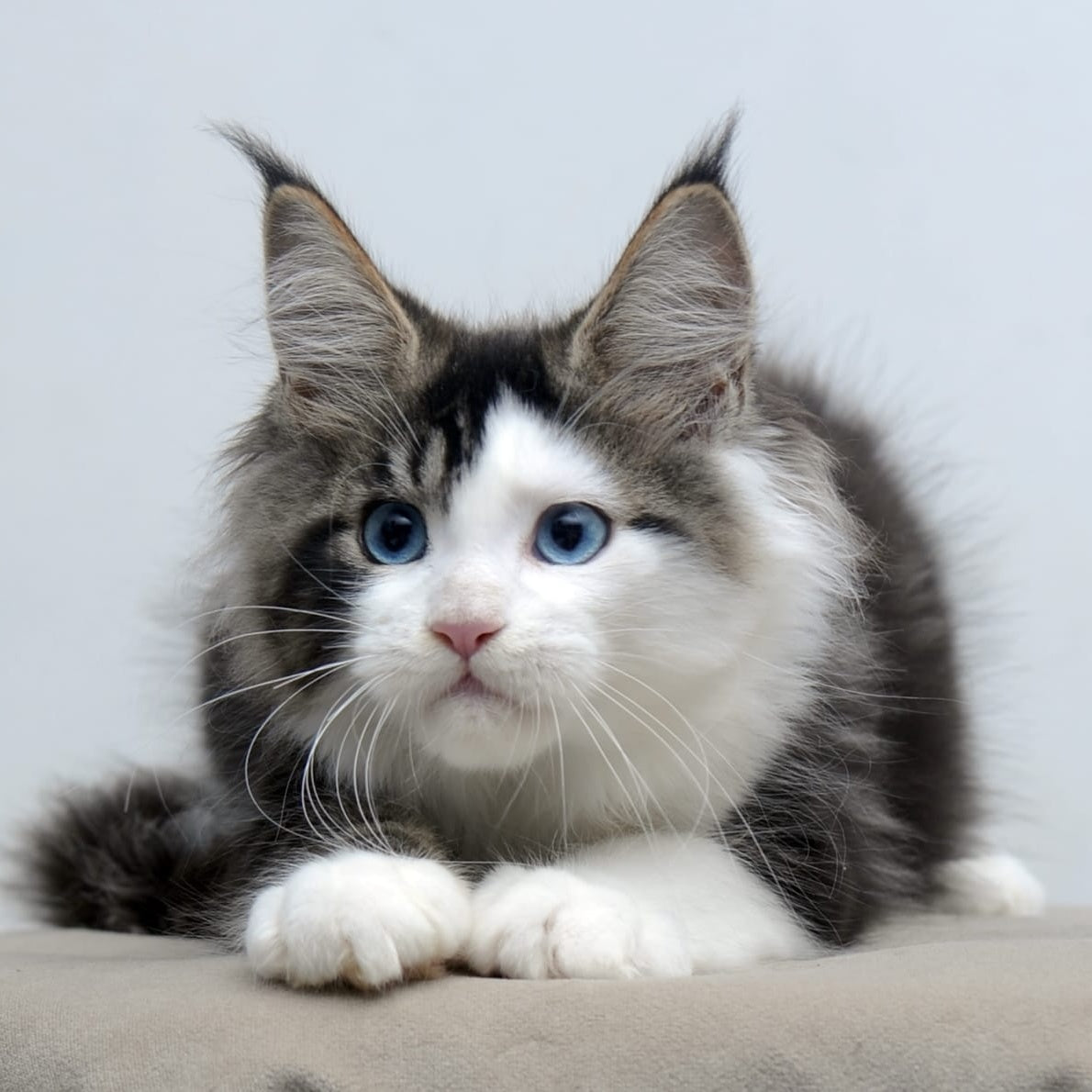 Vanessa Maine Coon female, black tabby bicolour