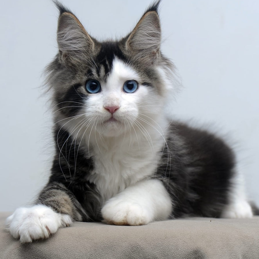 Vanessa Maine Coon female, black tabby bicolour