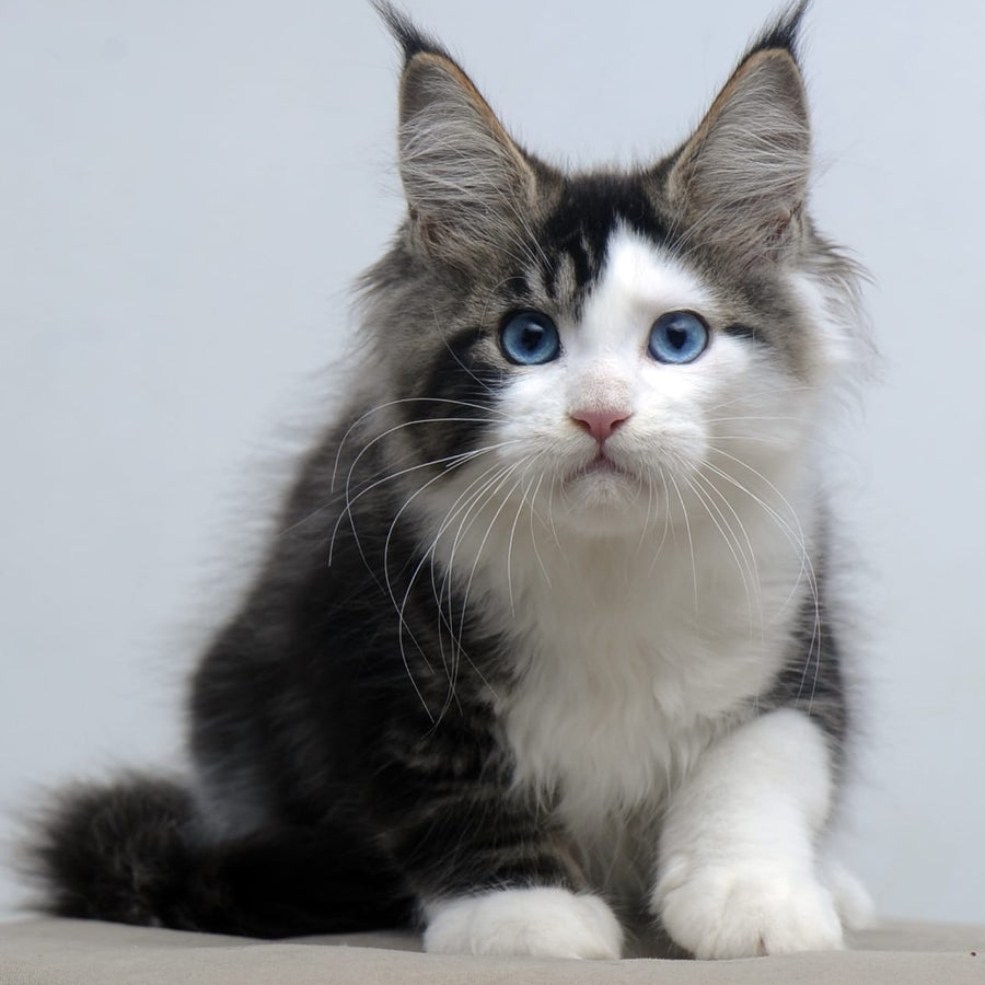 Vanessa Maine Coon female, black tabby bicolour