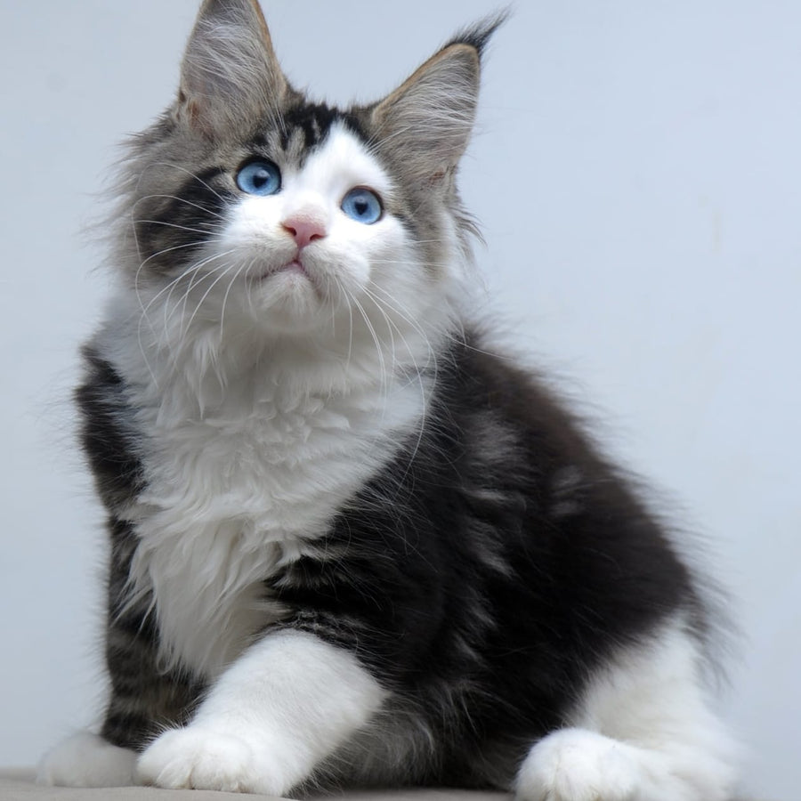 Vanessa Maine Coon female, black tabby bicolour