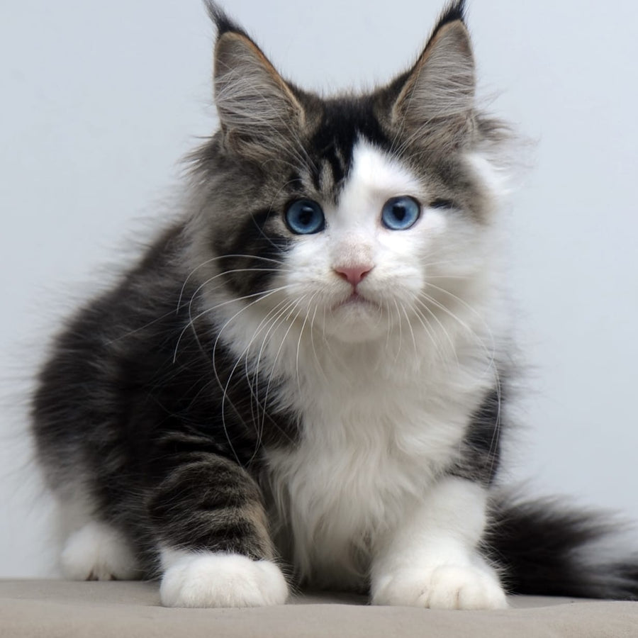 Vanessa Maine Coon female, black tabby bicolour