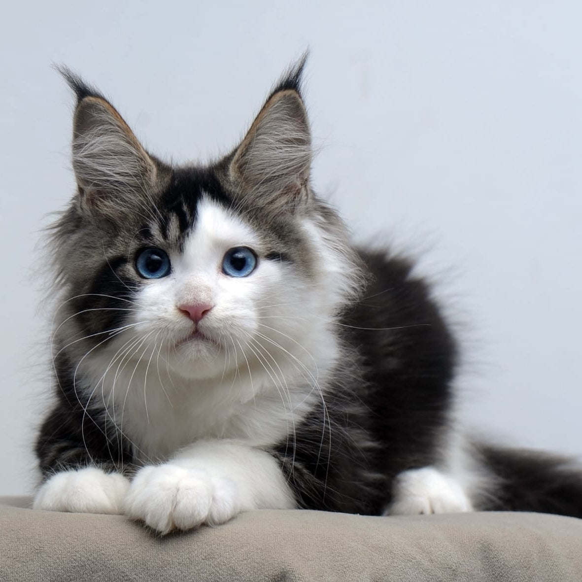 Vanessa Maine Coon female, black tabby bicolour