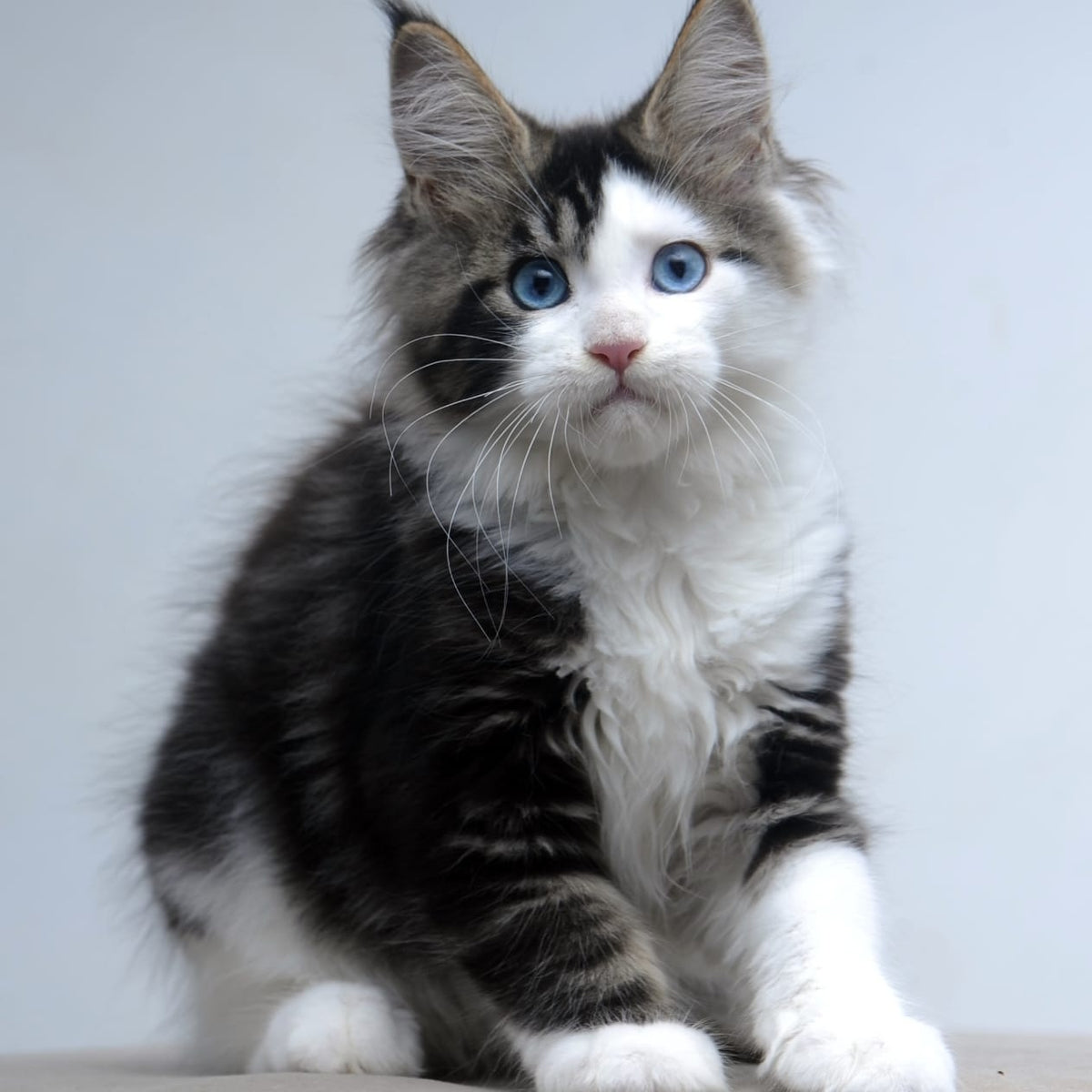 Vanessa Maine Coon female, black tabby bicolour