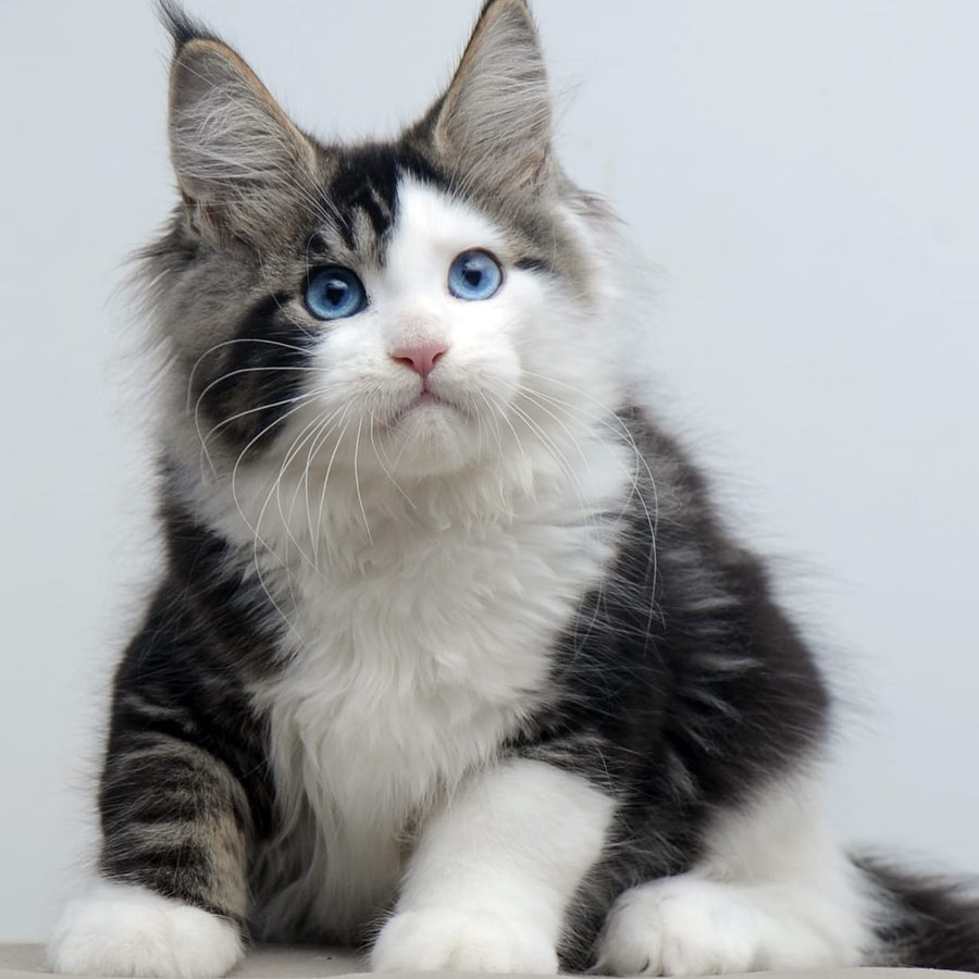 Vanessa Maine Coon female, black tabby bicolour