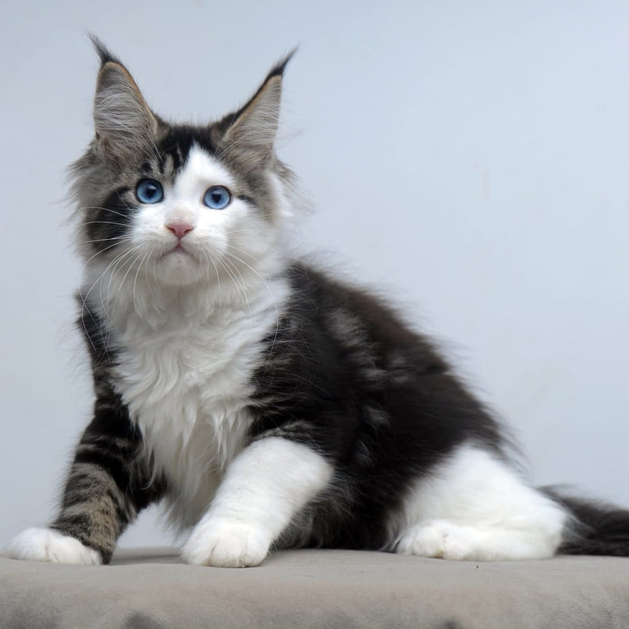 Vanessa Maine Coon female, black tabby bicolour