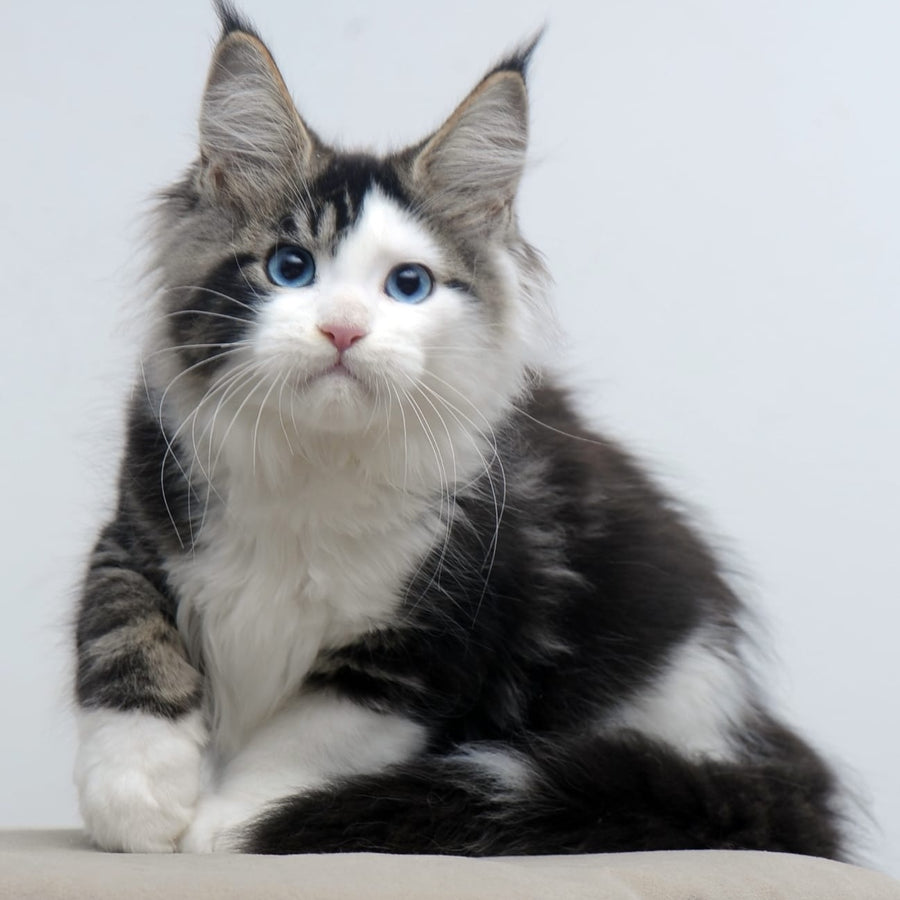 Vanessa Maine Coon female, black tabby bicolour