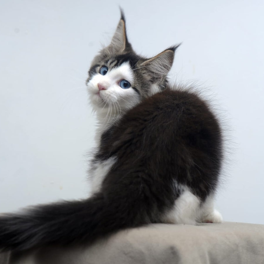 Vanessa Maine Coon female, black tabby bicolour
