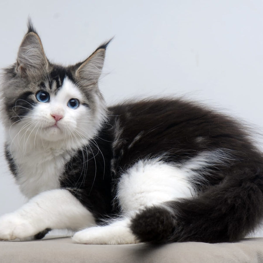 Vanessa Maine Coon female, black tabby bicolour