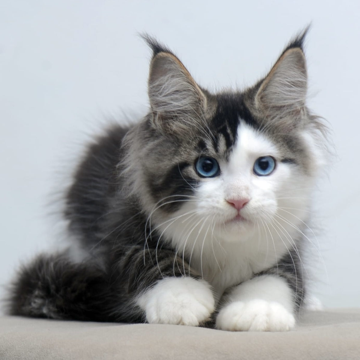 Vanessa Maine Coon female, black tabby bicolour