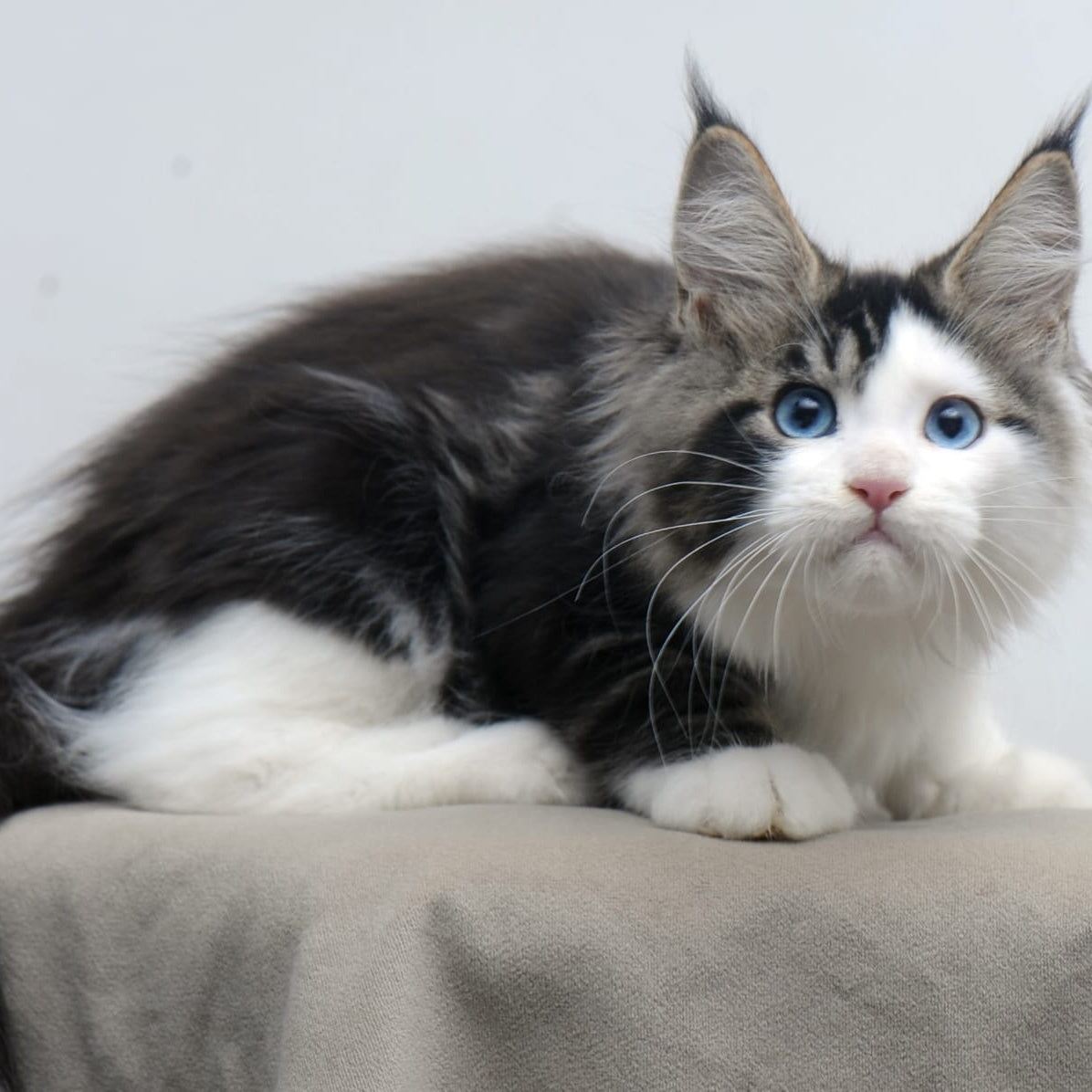 Vanessa Maine Coon female, black tabby bicolour