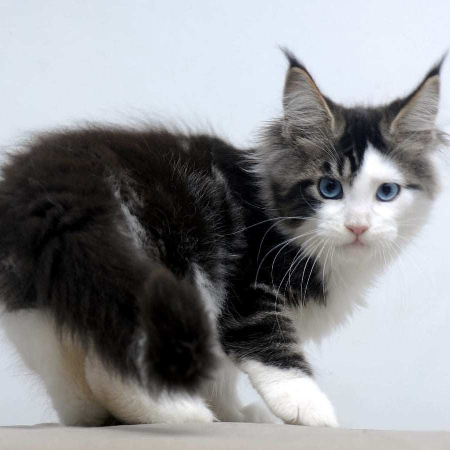 Vanessa Maine Coon female, black tabby bicolour