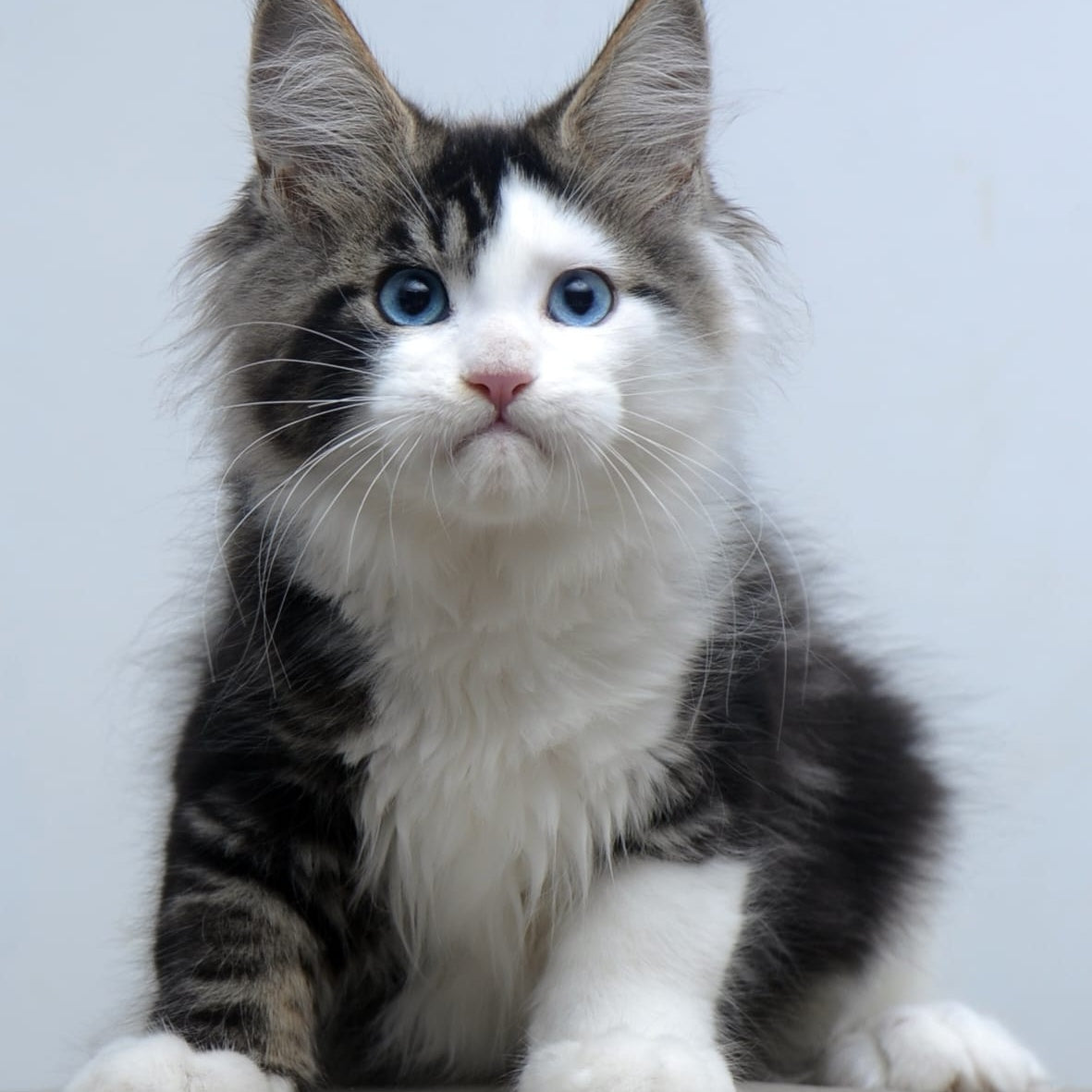 Vanessa Maine Coon female, black tabby bicolour