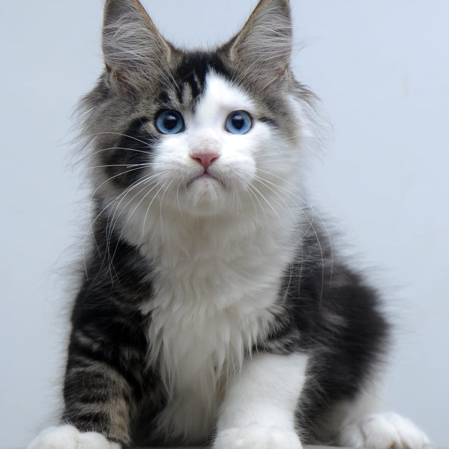 Vanessa Maine Coon female, black tabby bicolour