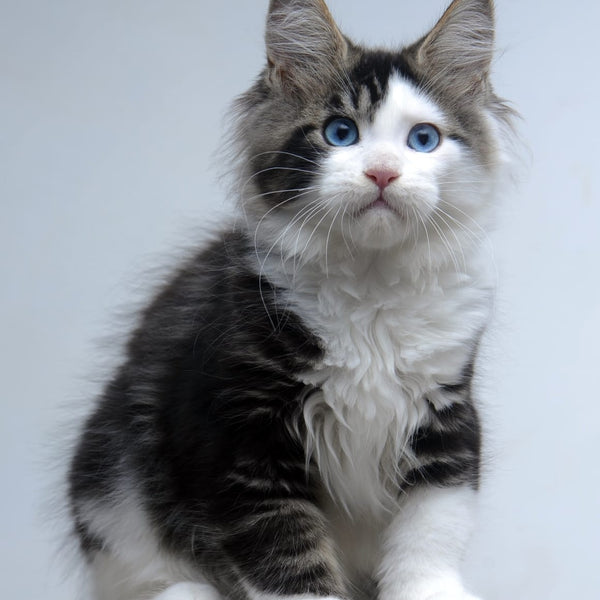 Vanessa Maine Coon female, black tabby bicolour