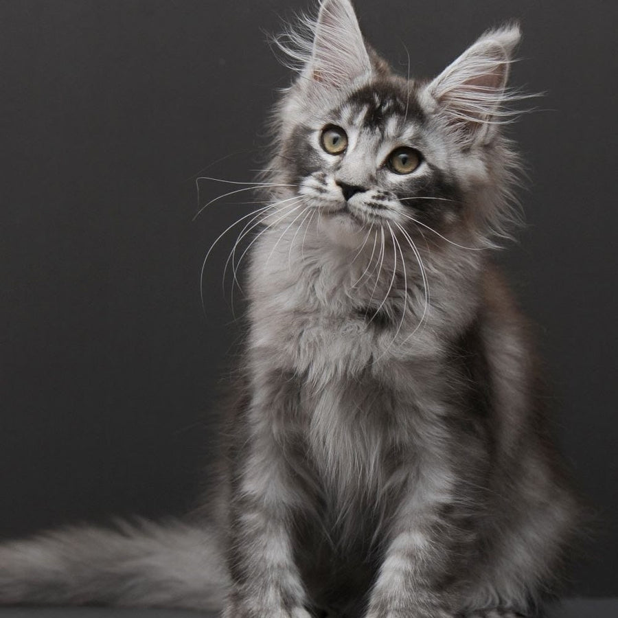 Kiara Maine Coon polydactyl 6x6x6x6 female, black silver ticked tabby