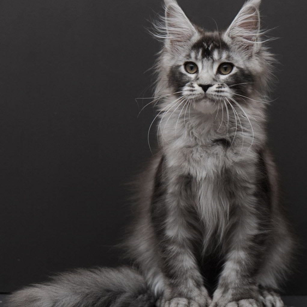 Kiara Maine Coon polydactyl 6x6x6x6 female, black silver ticked tabby