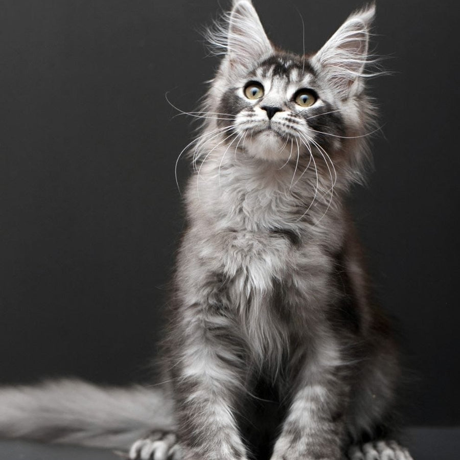 Kiara Maine Coon polydactyl 6x6x6x6 female, black silver ticked tabby