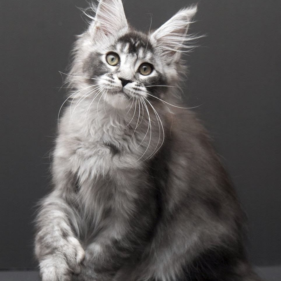 Kiara Maine Coon polydactyl 6x6x6x6 female, black silver ticked tabby