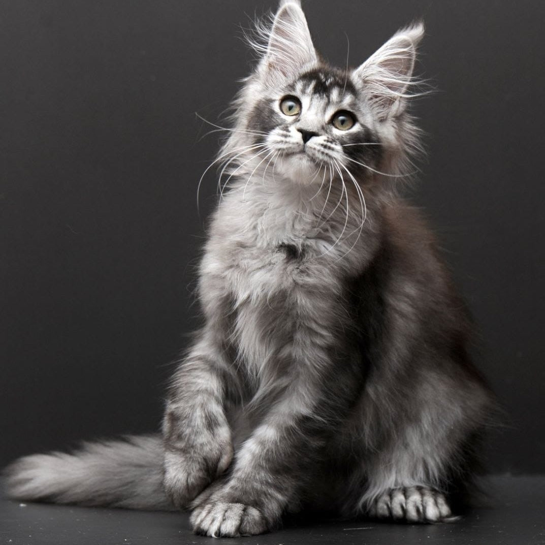Kiara Maine Coon polydactyl 6x6x6x6 female, black silver ticked tabby